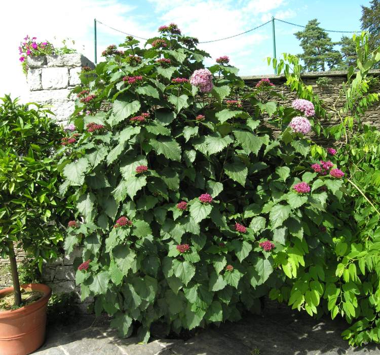 Clerodendrum bungei Steud.
