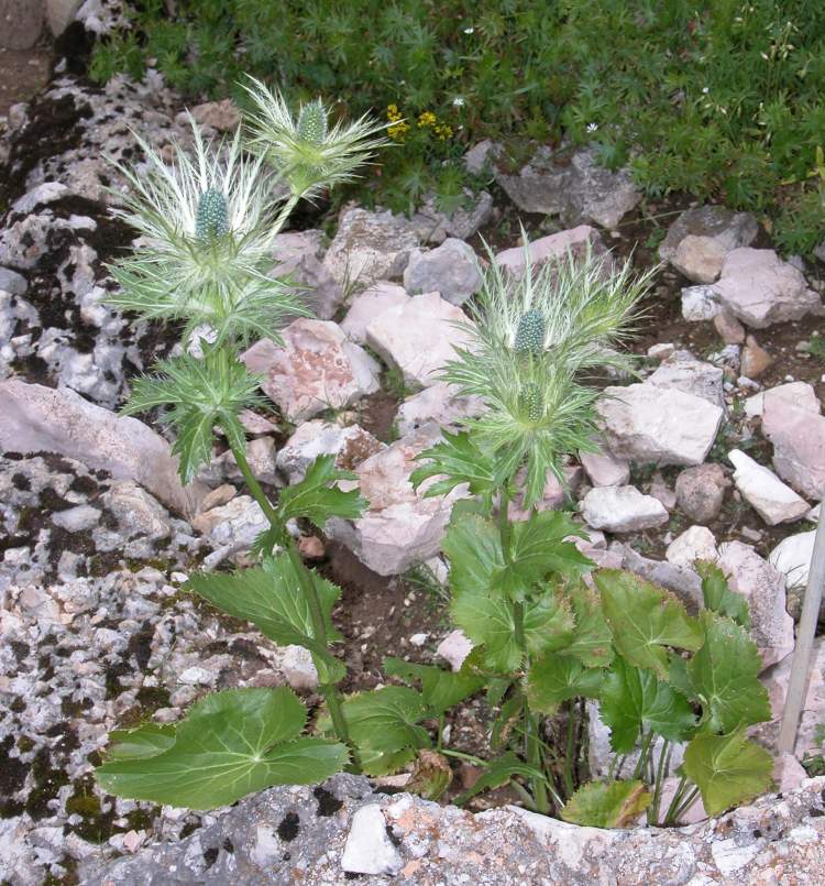 Eryngium alpinum L.