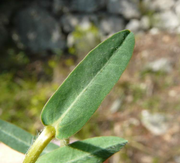 Euphorbia fragifera Jan