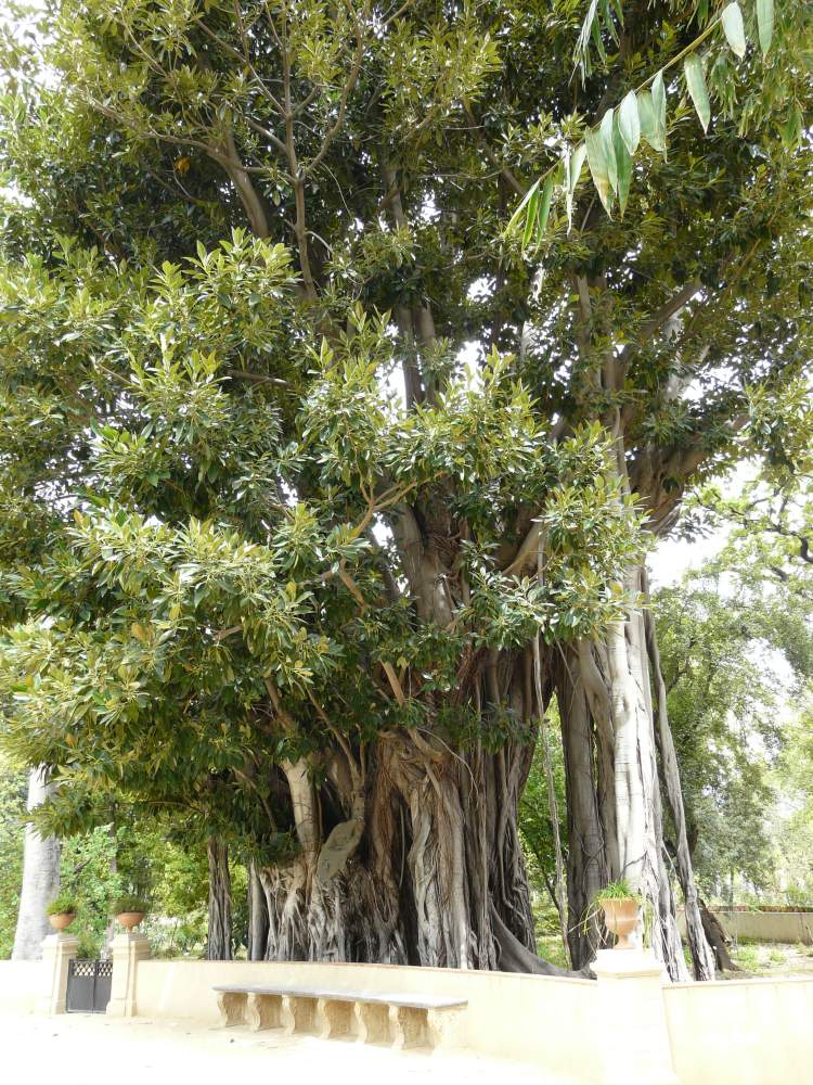 Ficus macrophylla Pers. subsp. columnaris (C.Moore) P.S.Geen