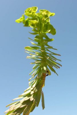 Euphorbia segetalis var. pinea (L.) Lange