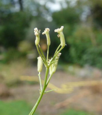 Falcaria vulgaris Bernh. 