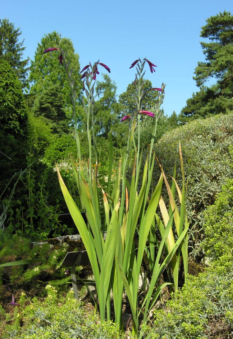 Gladiolus communis subsp. byzantinus (Mill.) Douin