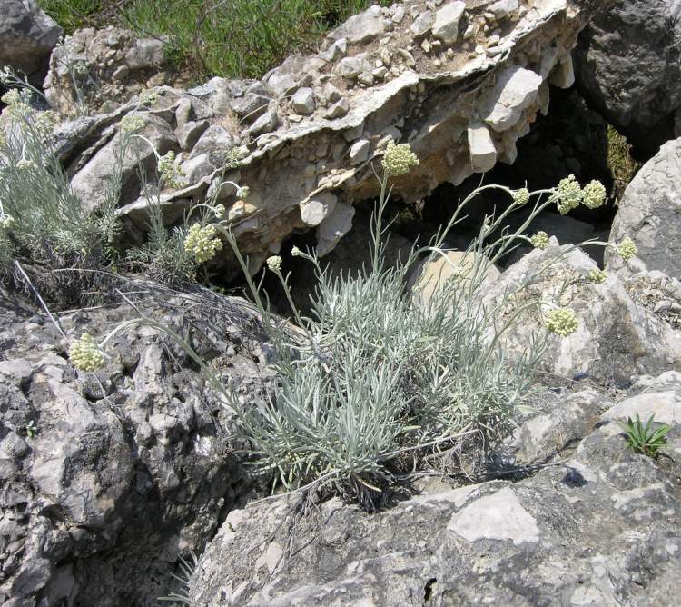 Helichrysum litoreum Guss.