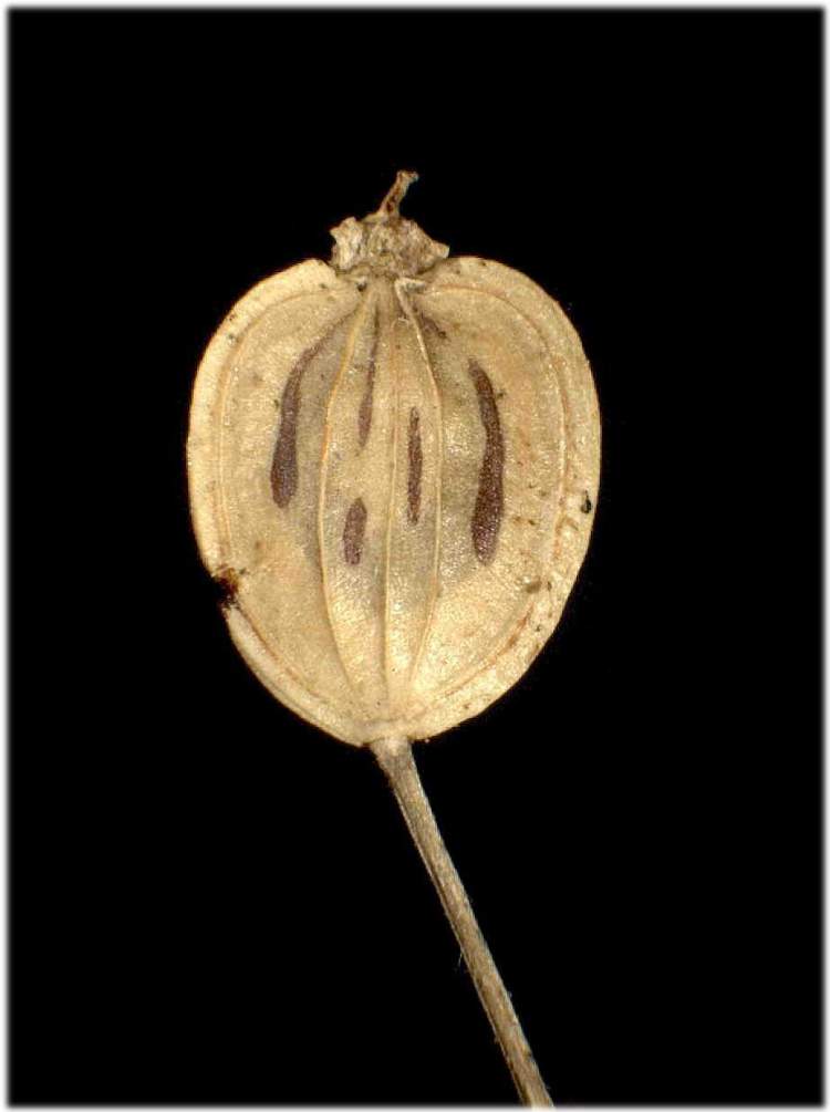 Heracleum sphondylium L. subsp. sphondylium
