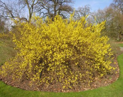 Forsythia x intermedia - a