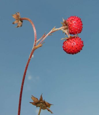Fragaria vesca subsp. vesca