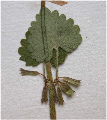 Glechoma hederacea L. 
