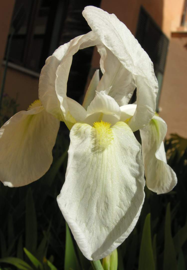Iris florentina L.