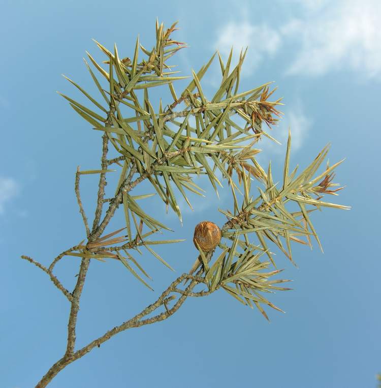 Juniperus oxycedrus L. subsp. oxycedrus