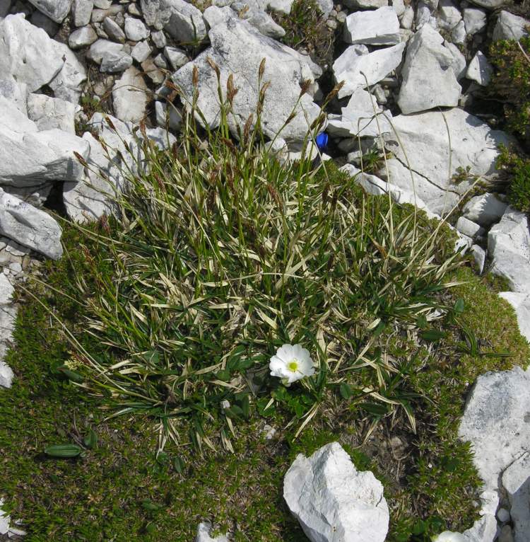 Carex myosuroides Vill.