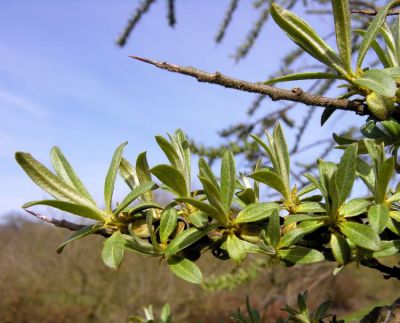 Hippophae rhamnoides