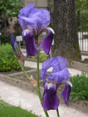 Iris germanica - 