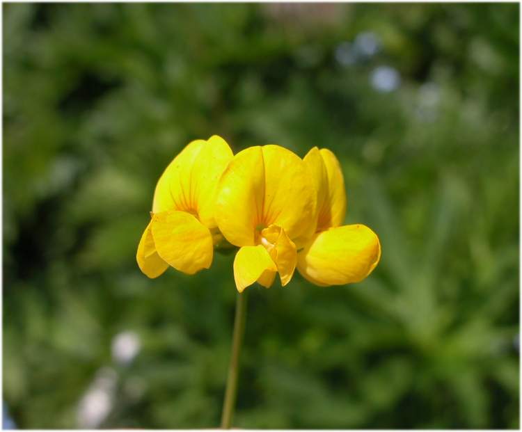 Lotus corniculatus L. subsp. corniculatus