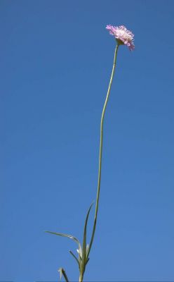 Lomelosia graminifolia subsp. graminif - 