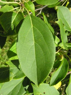 Malus prunifolia - North America