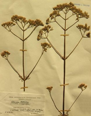 Valeriana wallrothii -