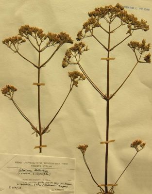 Valeriana wallrothii - 