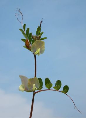 Vicia grandiflora - 