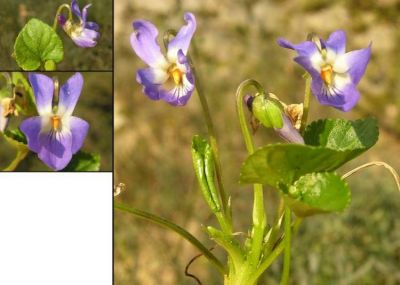 Viola adriatica