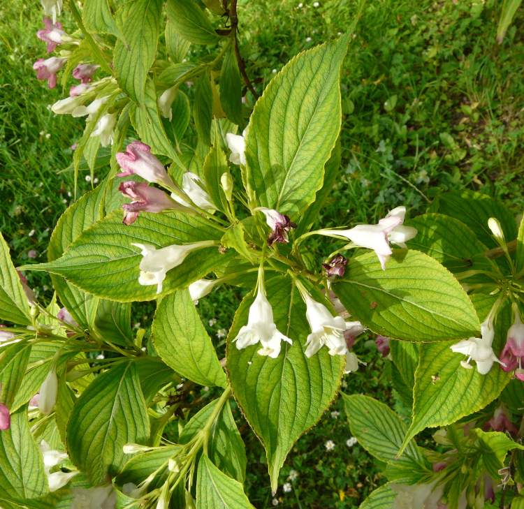 japanische Weigelie 28274 German common name Weigela japonica