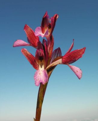 Orchis papilionacea - 