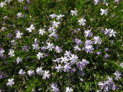 Phlox subulata - a