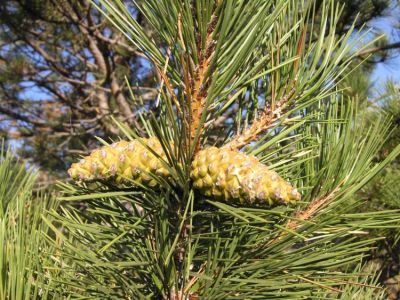 Pinus nigra J.F. Arnold subsp. nigra 