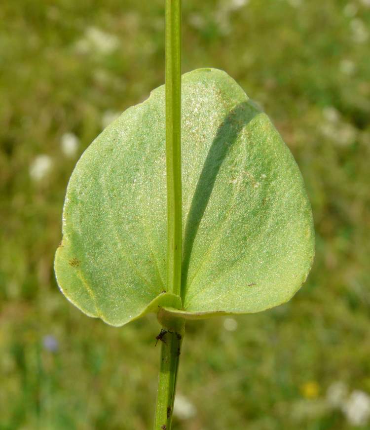 Parnassia palustris L. subsp. palustris