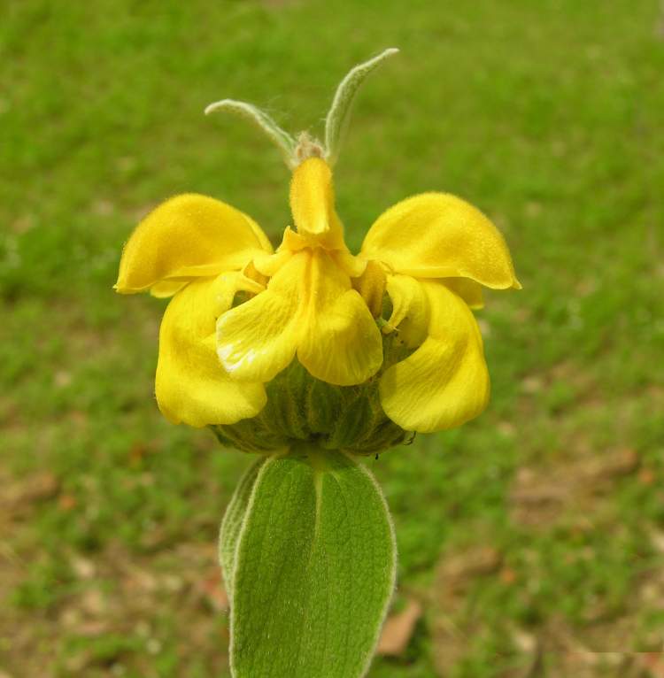 Phlomis fruticosa L.