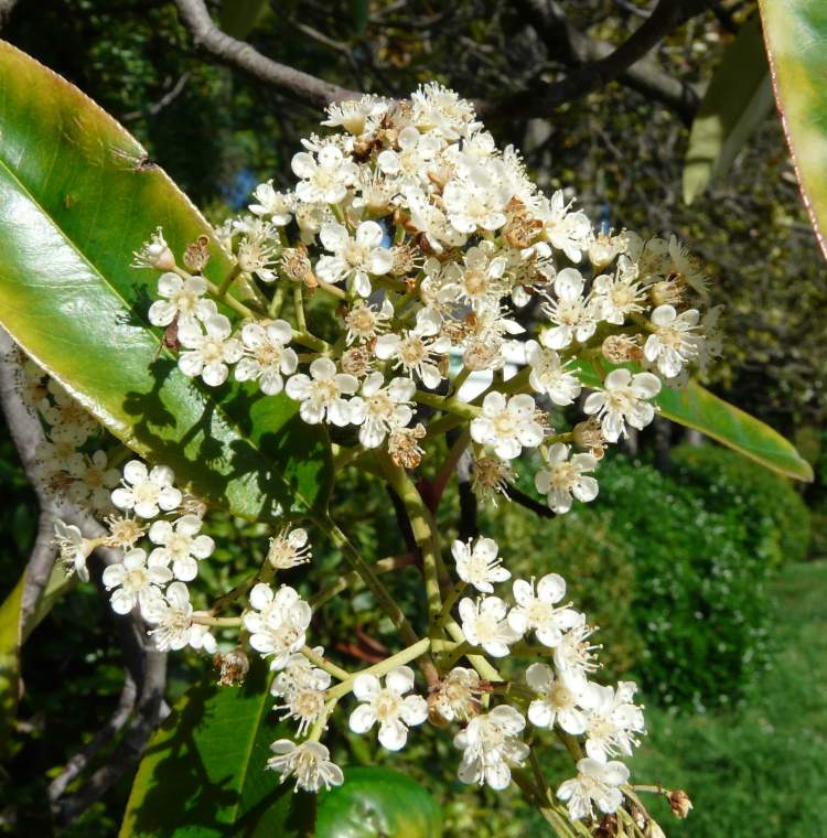 Photinia serrulata Lindl.