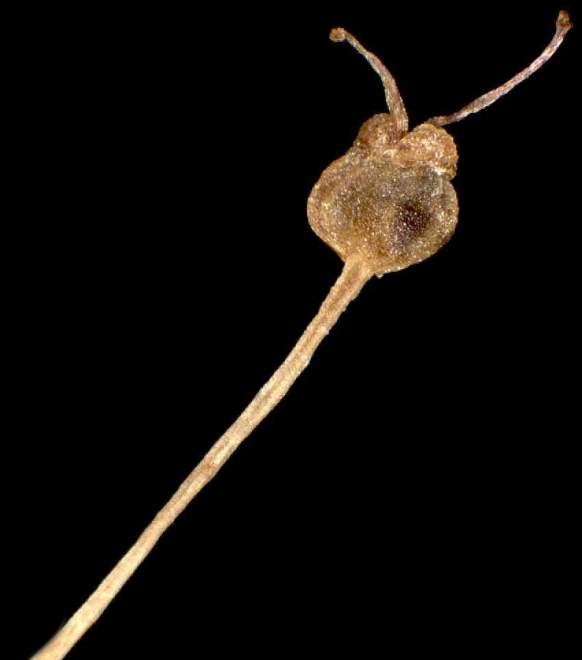 Pimpinella major subsp. rubra