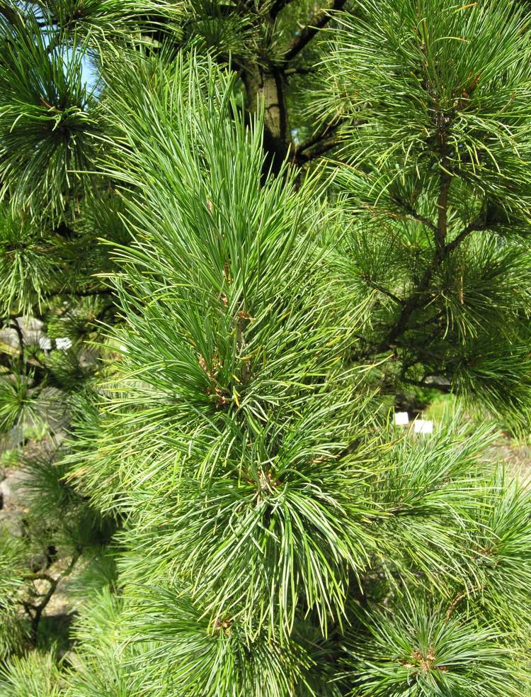 Pinus cembra L.