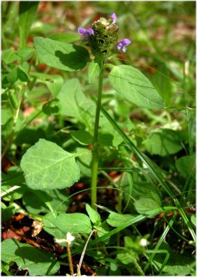 Prunella vulgaris subsp. vulgaris - 