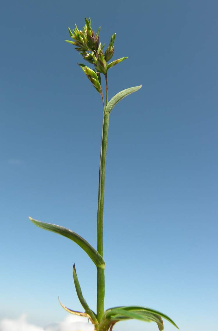 Poa alpina L. subsp. alpina