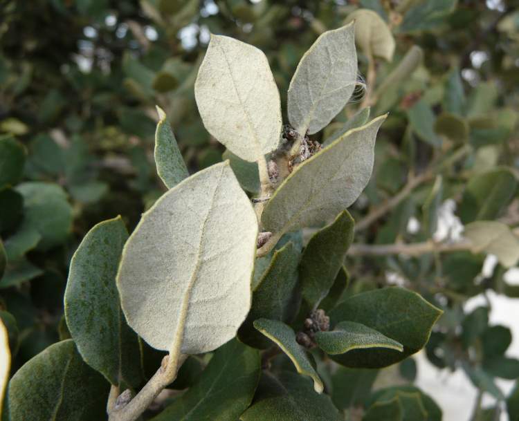 Quercus ilex subsp. rotundifolia