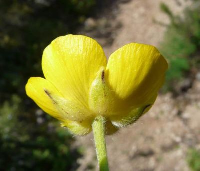 Ranunculus revelierei - a