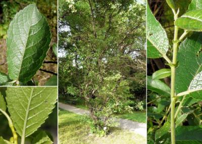 Salix mielichhoferi