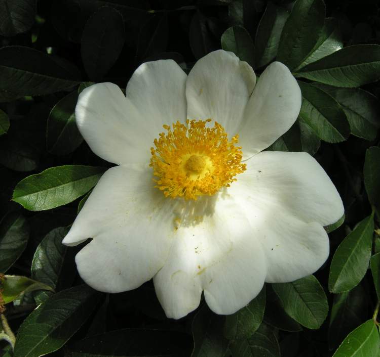 Rosa bracteata J.C.Wendl.