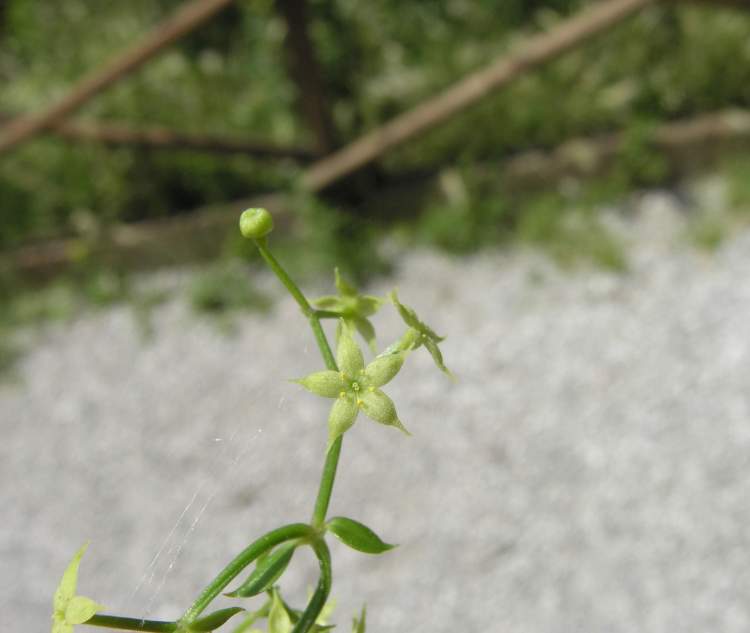 Rubia peregrina subsp. longifolia (Poir.) O. BolÃ²s
