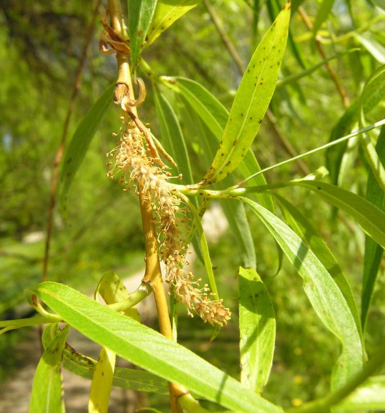 Salix babylonica L.