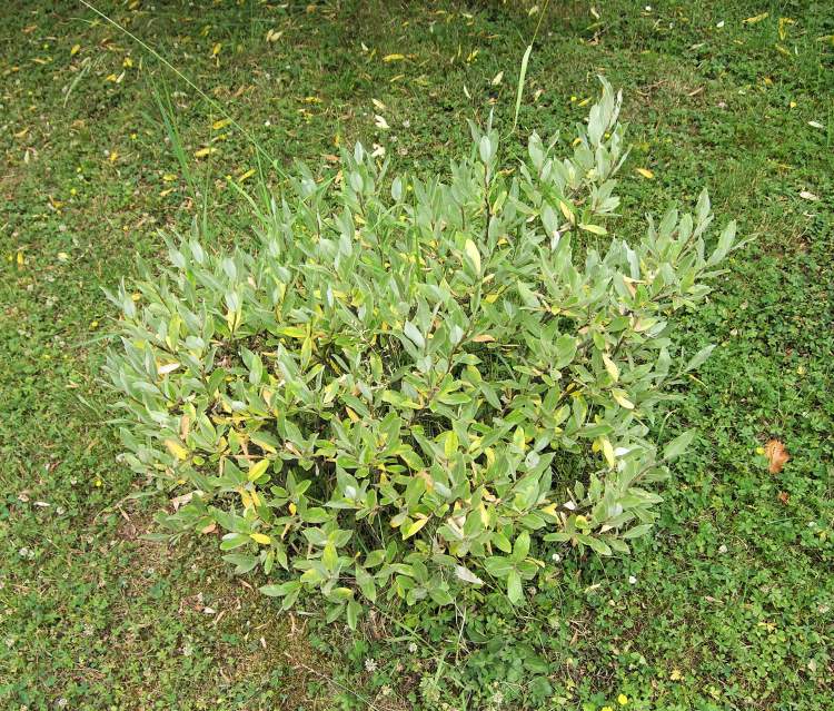 Salix glaucosericea Flod.