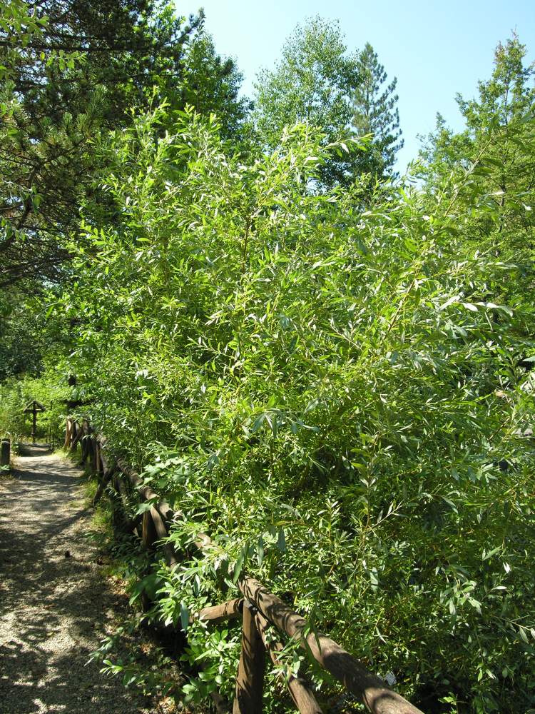 Salix viminalis L.