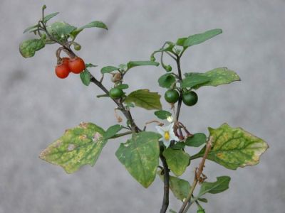 Solanum villosum subsp. alatum - a