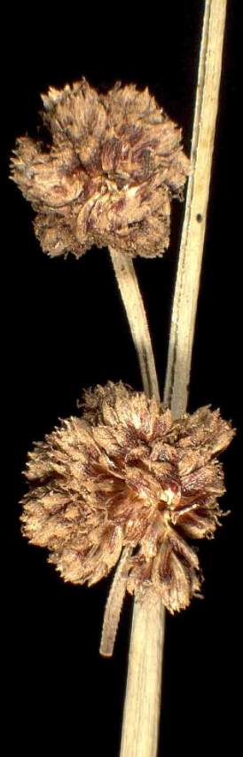Scirpoides holoschoenus (L.) SojÃ¡k