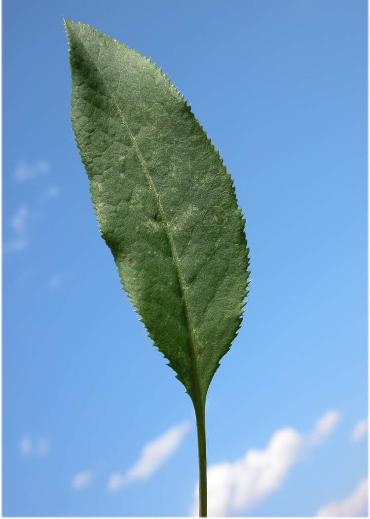 Serratula tinctoria subsp. monticola (Boreau) Berher
