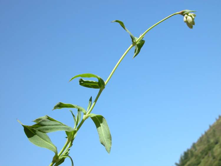 Silene vulgaris subsp. glareosa (Jord.) Marsden-Jones & Turrill