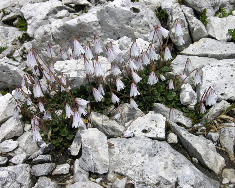 Soldanella minima Hoppe subsp. minima