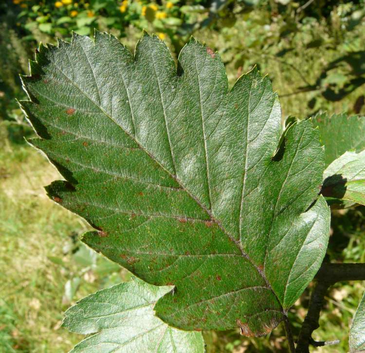 Sorbus intermedia (Ehrh.) Pers.