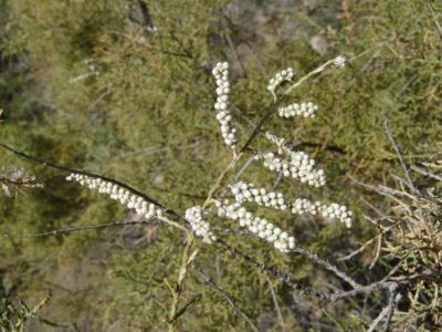 Tamarix canariensis